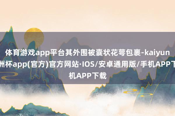 体育游戏app平台其外围被囊状花萼包裹-kaiyun欧洲杯app(官方)官方网站·IOS/安卓通用版/手机APP下载